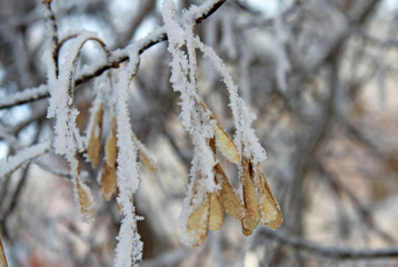 Maple seeds on the branch covered with frost