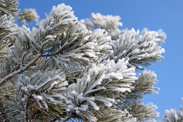 Fir tree branch covered with snow and frost