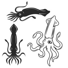 Set of the squid illustrations isolated on white background. Design elements for logo, label, emblem, sign, brand mark.