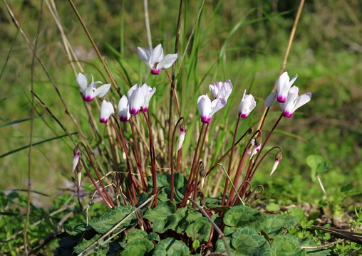 White Cyclamen blooming in winter in the wild forest