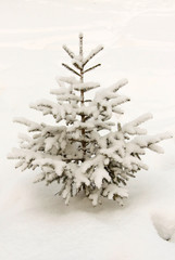 Little fir-tree in winter siberian park