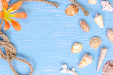 summer background made of seashells and Maritime objects