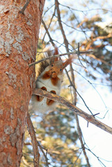 Squirrel on a branch of pine tree in winter