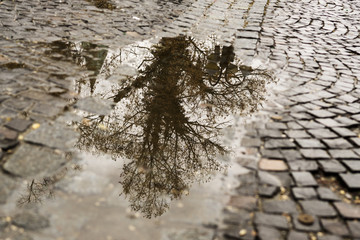 Reflection of tree in puddle. Slovakia