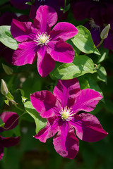Clematis blossom. Dark purple clematis flowers blooming in the garden in sunlight.
