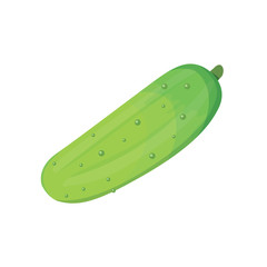 Set fresh cucumber, sliced and isolated vector illustration