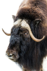 Portrait of musk-ox. Moscow zoo, Russia.