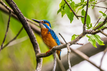 Common kingfisher (Alcedo atthis), the Eurasian kingfisher, perched on a tree branch