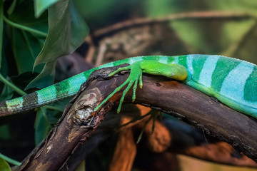 Close view of a lizard paw with claws