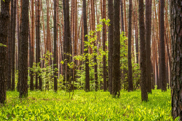 Pine forest with the sun shining through the trees in Russia.