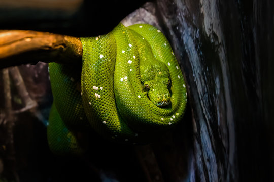 Green tree python (Morelia viridis) resting on a tree branch in Moscow Zoo