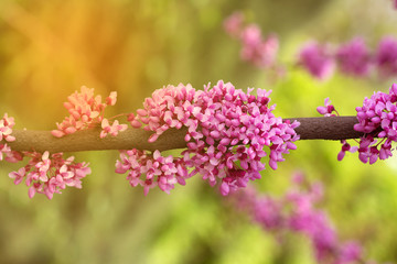 cherry blossom , spring flowers