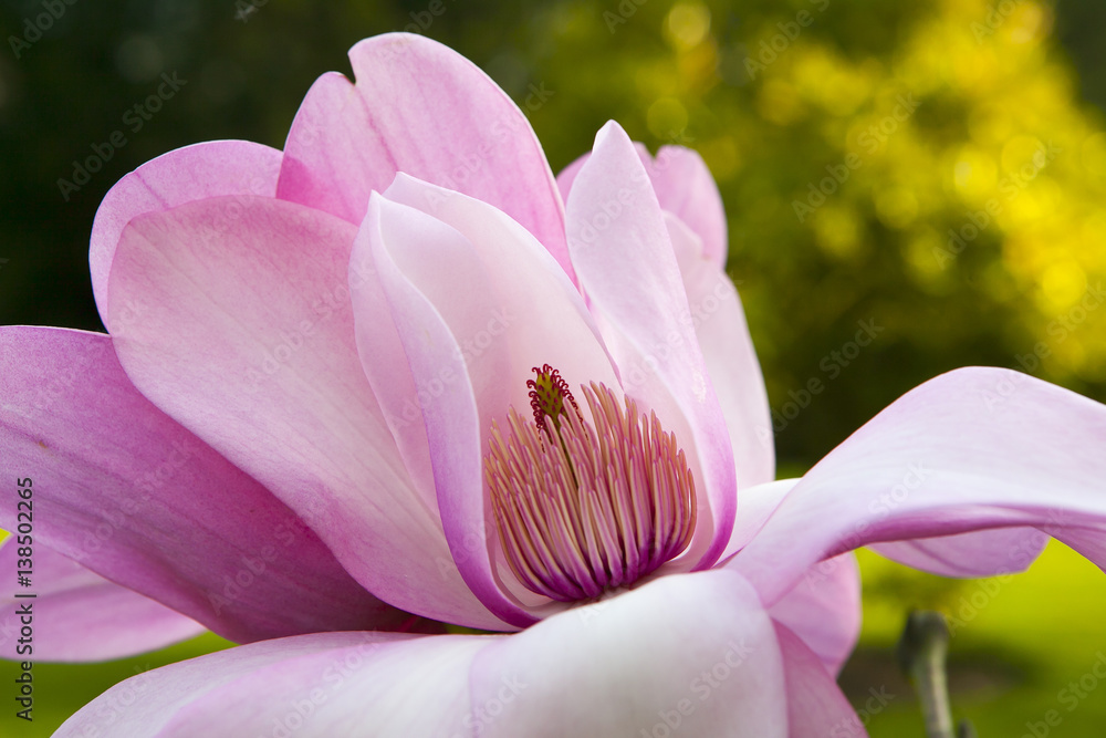 Wall mural Spring in London. Magnolia 'Leonard Messel', Pink flower and bud opening on tree