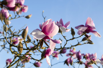 Spring in London. Magnolia 'Leonard Messel', Pink flower and bud opening on tree