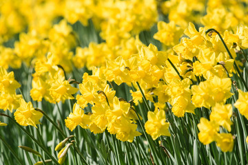 Obraz premium Daffodil, Jonquil, Daffodils, Narcissus