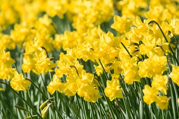 Photo sur Plexiglas Narcisse Daffodil, Jonquil, Daffodils, Narcissus