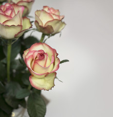 Bouquet roses in a vase
