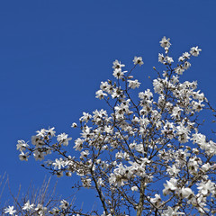 Magnolia stellata 'Rosea'