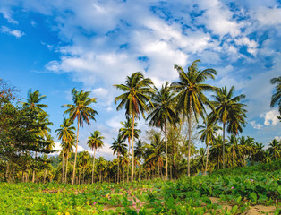 Relaxing on remote paradise beach. Untouched sandy Nang Thong Beach with palms trees in Khao Lak, Thailand. Summer holiday vacation background