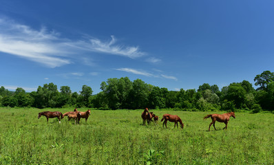 Naklejka na ściany i meble Horses on a spring meadow