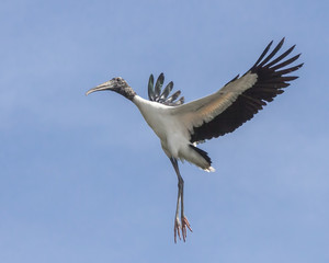 Flying American Wood Stork