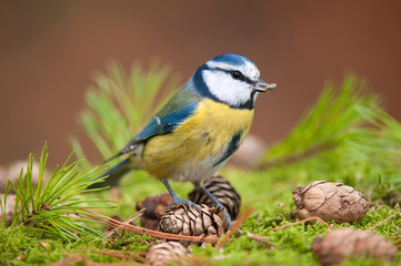 Fototapeta premium Blue tit with seed in its beak