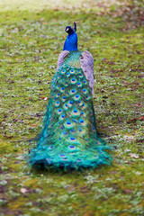Obraz premium Peacock showing its beautiful feathers