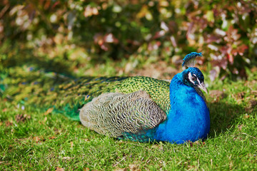 Obraz premium Peacock resting on green lawn