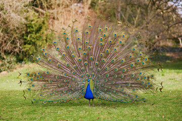 Obraz premium Peacock showing its beautiful feathers