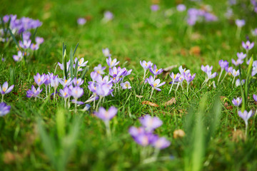 Violet crocuses in full bloom