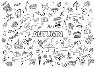 Vector set of Different Hand Drawn Autumn Design Elements. Vector Autumn Doodle Illustration. Autumn Doodles. Coloring book. Leaves, curls, mushrooms, hedgehog, chestnut