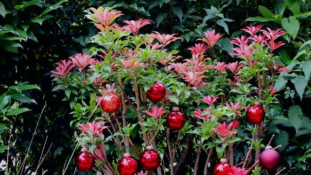 Christmas Red Balls on Green Beautiful Summer Bush.