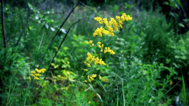 Galium verum. Lady's bedstraw or yellow bedstraw on background of vibrant lush green grass in summer. Herbaceous perennial plant of Rubiaceae family