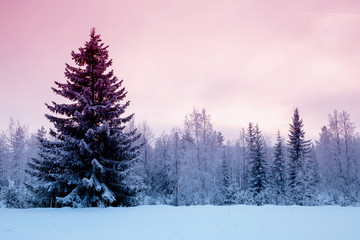 Fototapeta premium The short winter day in northern Russia. Karelia