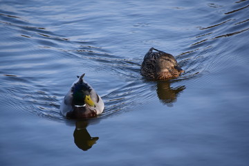 Stockenten ( Anas platyrhynchos )