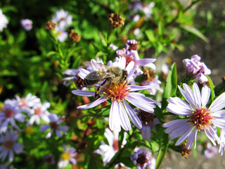 Bumblebee bee in aster astra flowers macro photo