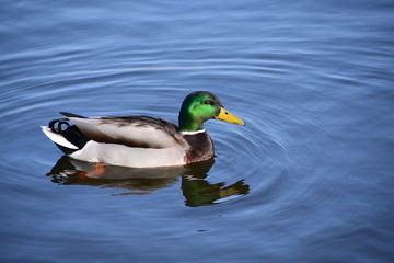 Obraz premium Stockenten ( Anas platyrhynchos )