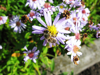 Bumblebee bee in aster astra flowers macro photo