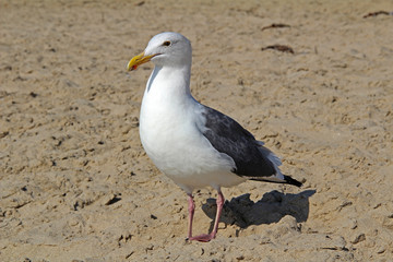 White gull on the sandy beach.