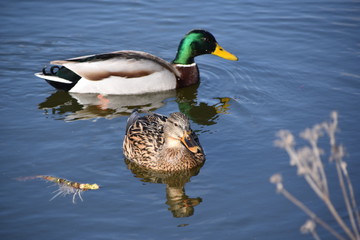 Obraz premium Stockenten ( Anas platyrhynchos )