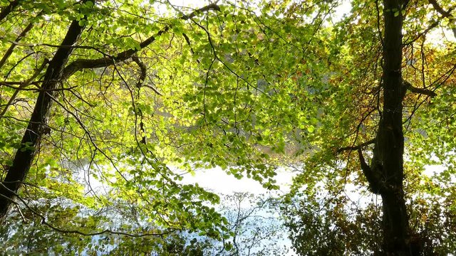 Blick durch ein dichtes Blattwerk auf einen See