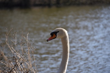 Höckerschwan ( Cygnus olor )