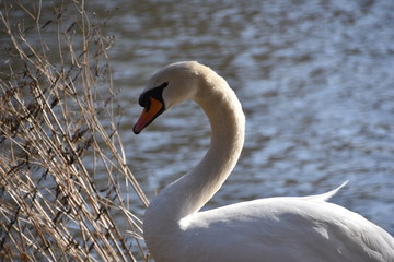 Höckerschwan ( Cygnus olor )