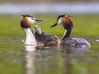 Pair Great crested grebe swimming with chicks