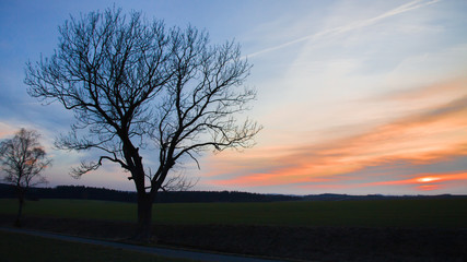 Fraxinus excelsior im Morgenlicht