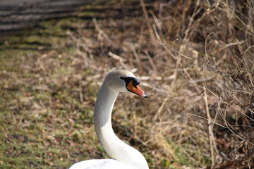 Höckerschwan ( Cygnus olor )