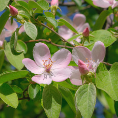 Pink Apple blossoms
