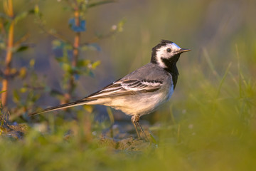 white wagtail foraging in grassland