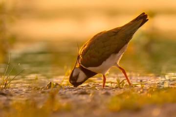 Northern lapwing pecking in wetland with warm morning colors