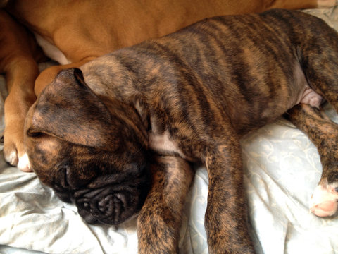 Sleeping baby boxer